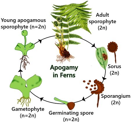 Apogamy in ferns