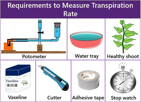 Requirements of potometer experiment