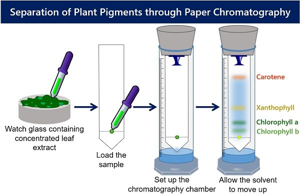 Separation of Plant Pigments by Paper Chromatography