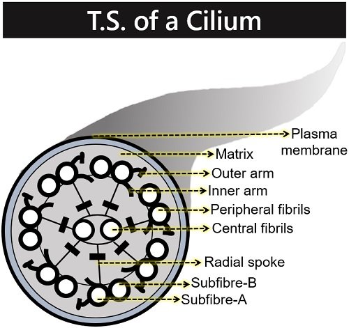 T.S. of a cilium