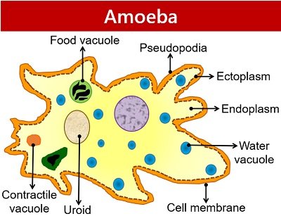 amoeba structure