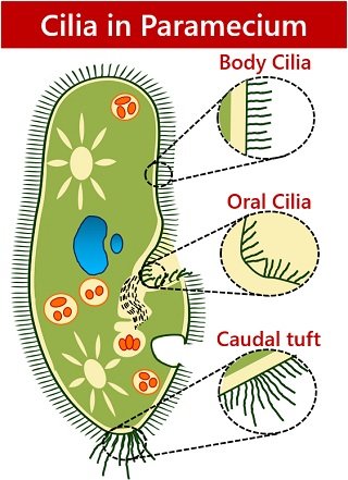 cilia in paramecium