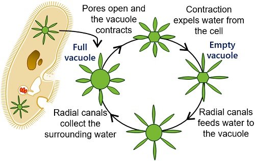 contractile vacuole in paramecium