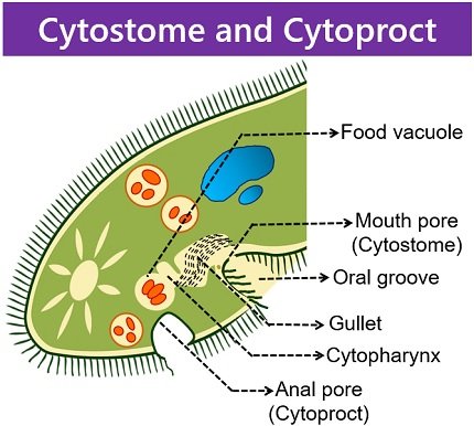 cytostome and cytoproct