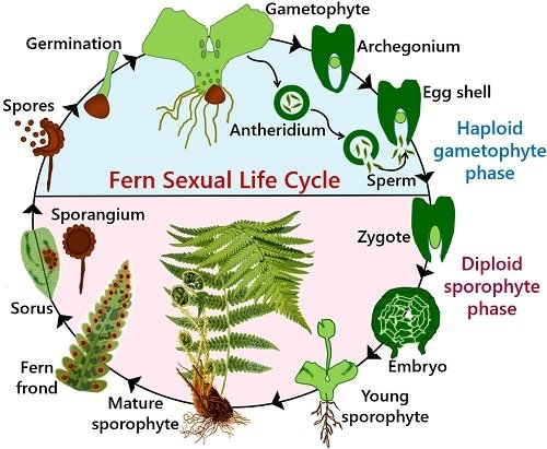 fern sexual life cycle