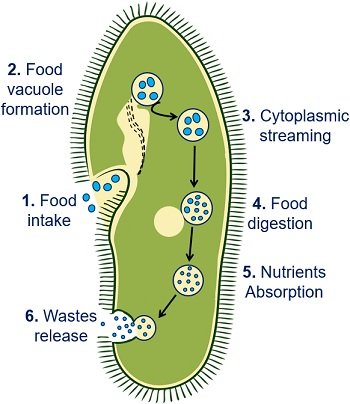 food vacuole in paramecium