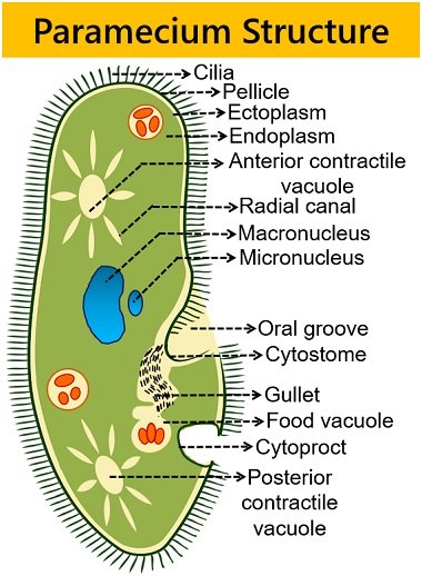paramecium structure