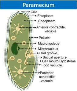 Difference Between Amoeba and Paramecium (with Comparison Chart ...