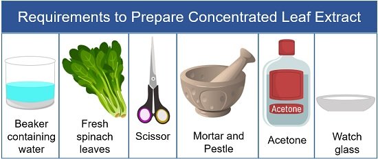 requirements to prepare concentrated leaf extract