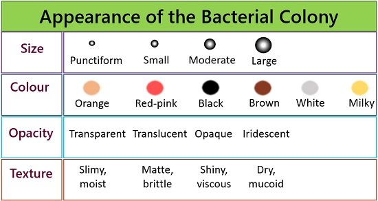 Appearance of the bacterial colony
