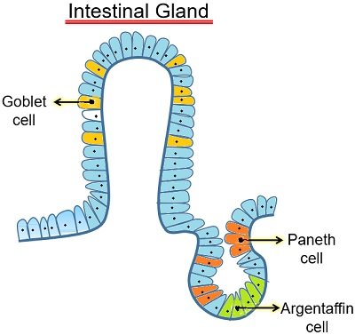 Intestinal gland