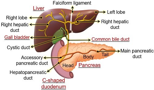 Liver and pancreas