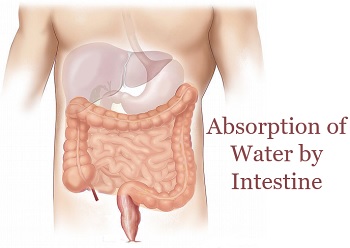 absorption of water by intestine