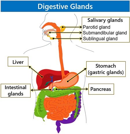digestive glands