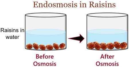 endosmosis in raisins