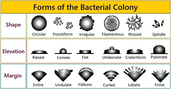 forms of the bacterial colony