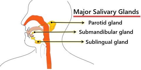 major salivary glands