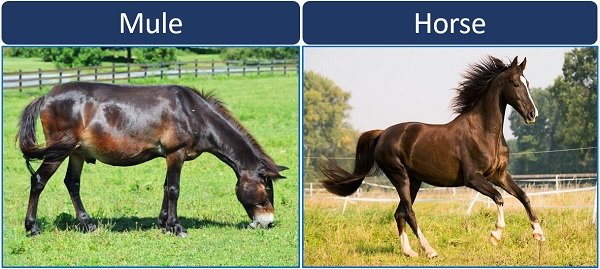 mule vs horse
