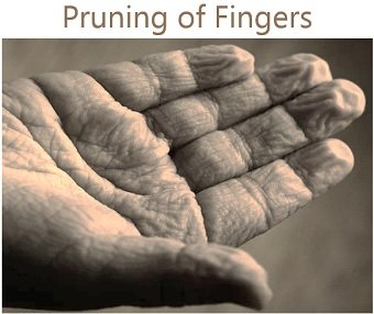 pruning of fingers
