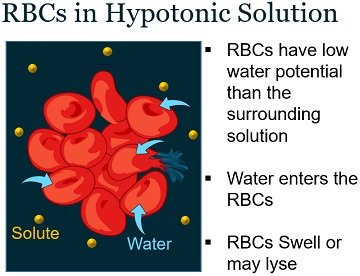 rbcs in hypotonic solution
