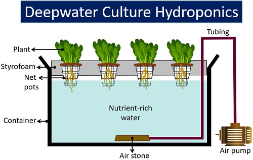deepwater culture hydroponic system