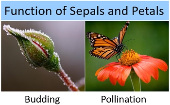 function of sepals and petals