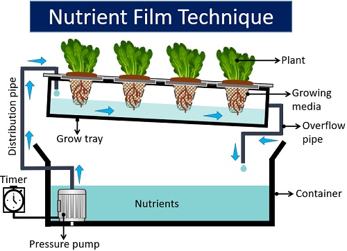 nutrient film technique