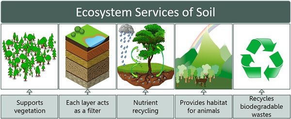 role of soil in the ecosystem