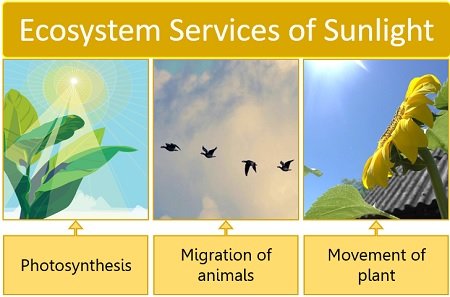 role of sunlight in the ecosystem