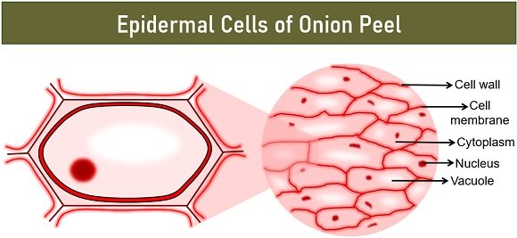 Epidermal cells of onion peel