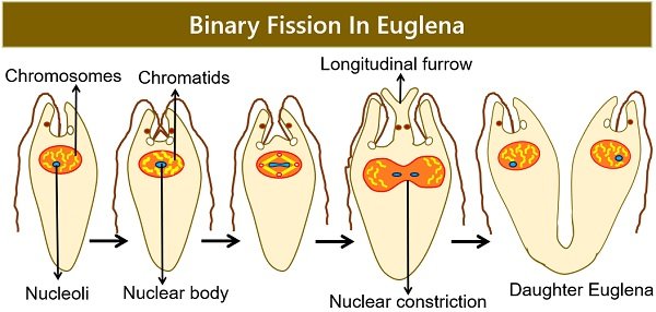 binary fission in euglena