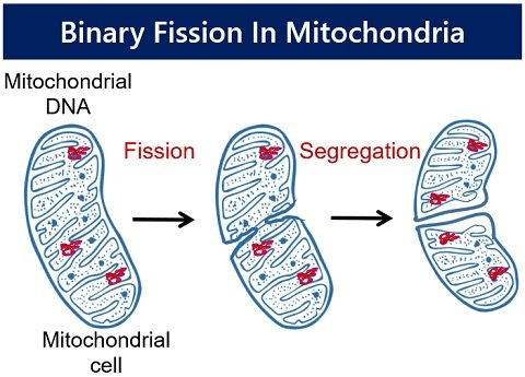binary fission in mitochondria