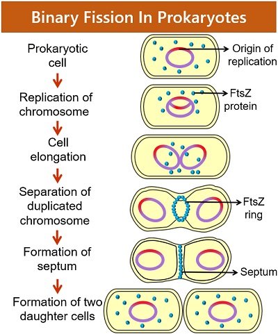 binary fission in prokaryotes