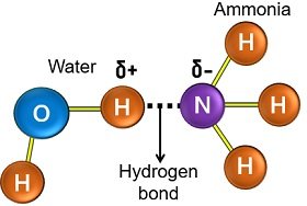 bonding between ammonia and water