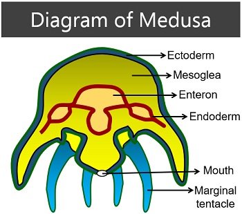 diagram of medusa