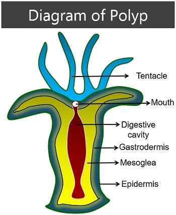 diagram of polyp