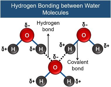 hydrogen bonding between water molecules