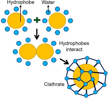 hydrophobic interaction