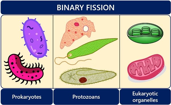 organisms that undergo binary fission