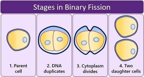 stages in binary fission