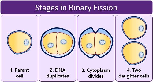 examples of binary fission