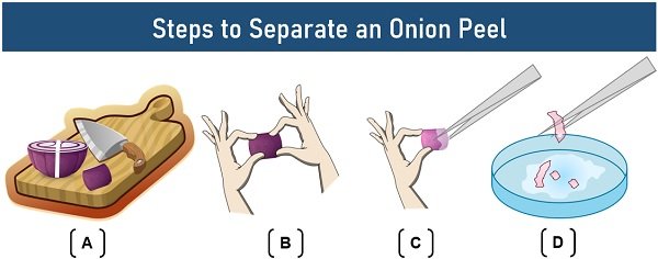 steps to separate onion peel