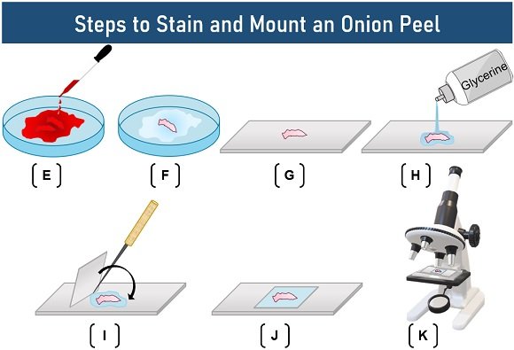 steps to stain and mount onion peel