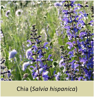 Chia (Salvia hispanica)