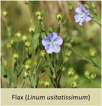 Flax (Linum usitatissimum)