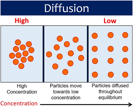 Examples of Diffusion in Daily Life (Diffusion experiment) - Biology Reader