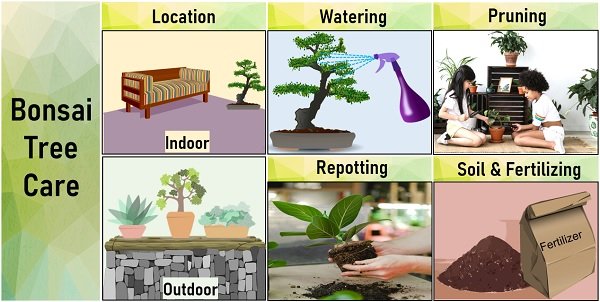 bonsai tree care