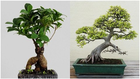 bonsai tree