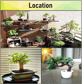 location of bonsai