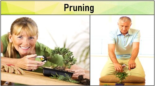 pruning